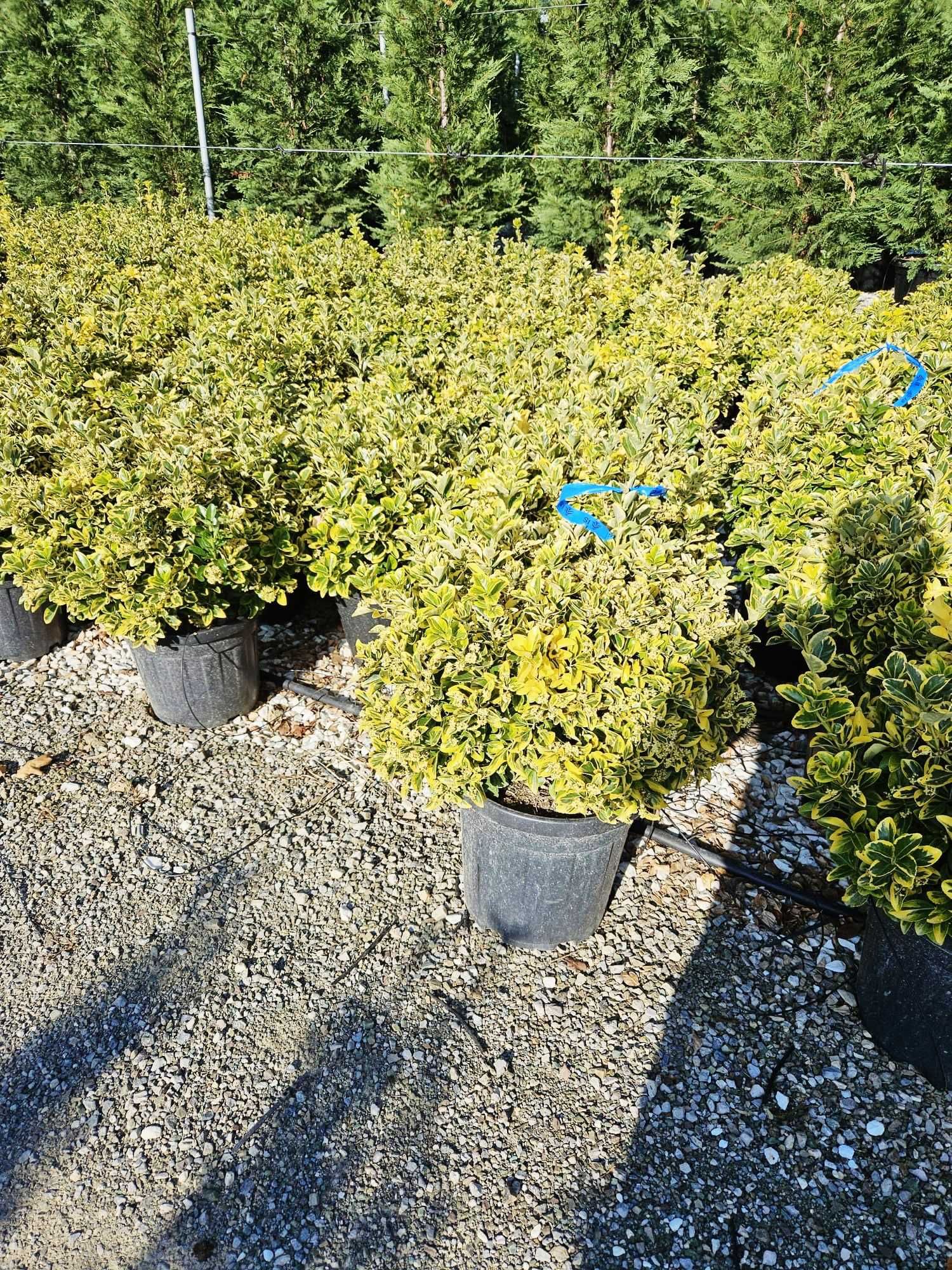 Înfrumusețează-ți spațiul cu plante ornamentale viguroase
