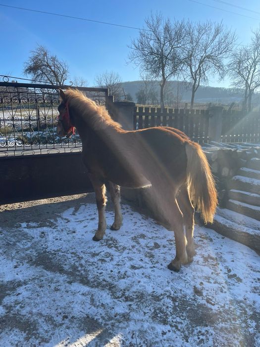 Vând mânz de 9 luni