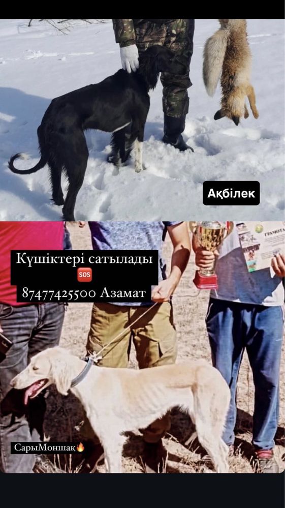 Тазы күшіктері сатылады