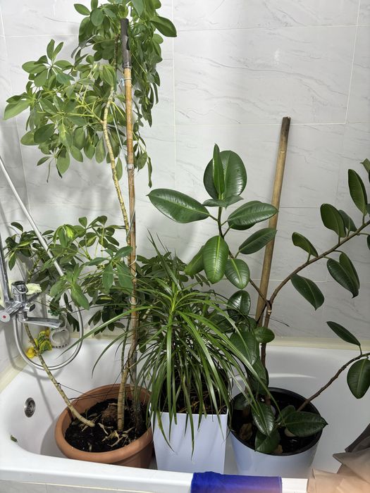 Продам цветы домашние