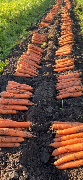 Morcov Ridiche Neagra