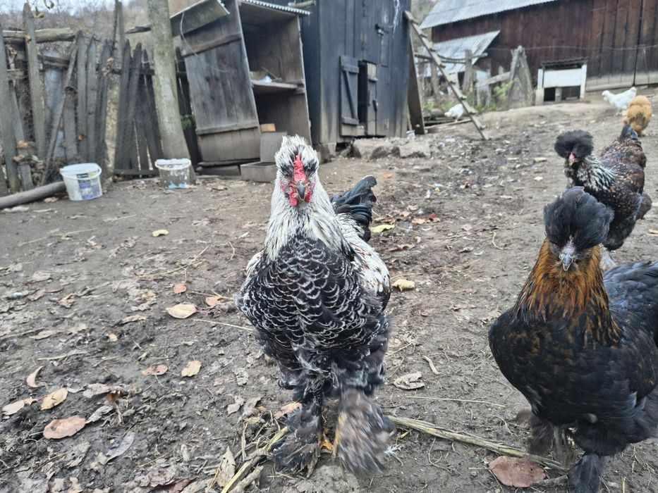 Vând cocoșel moțat bsi încălțat de cinci luni