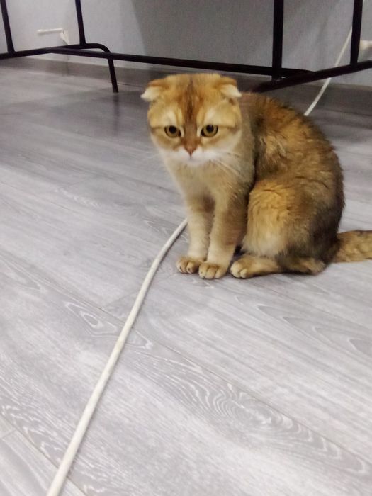 mushuk sotiladi. yoshi 1yarim jinsi erkak.sogʻlom