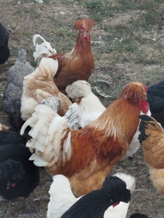 Găini și cocosi cu moț
