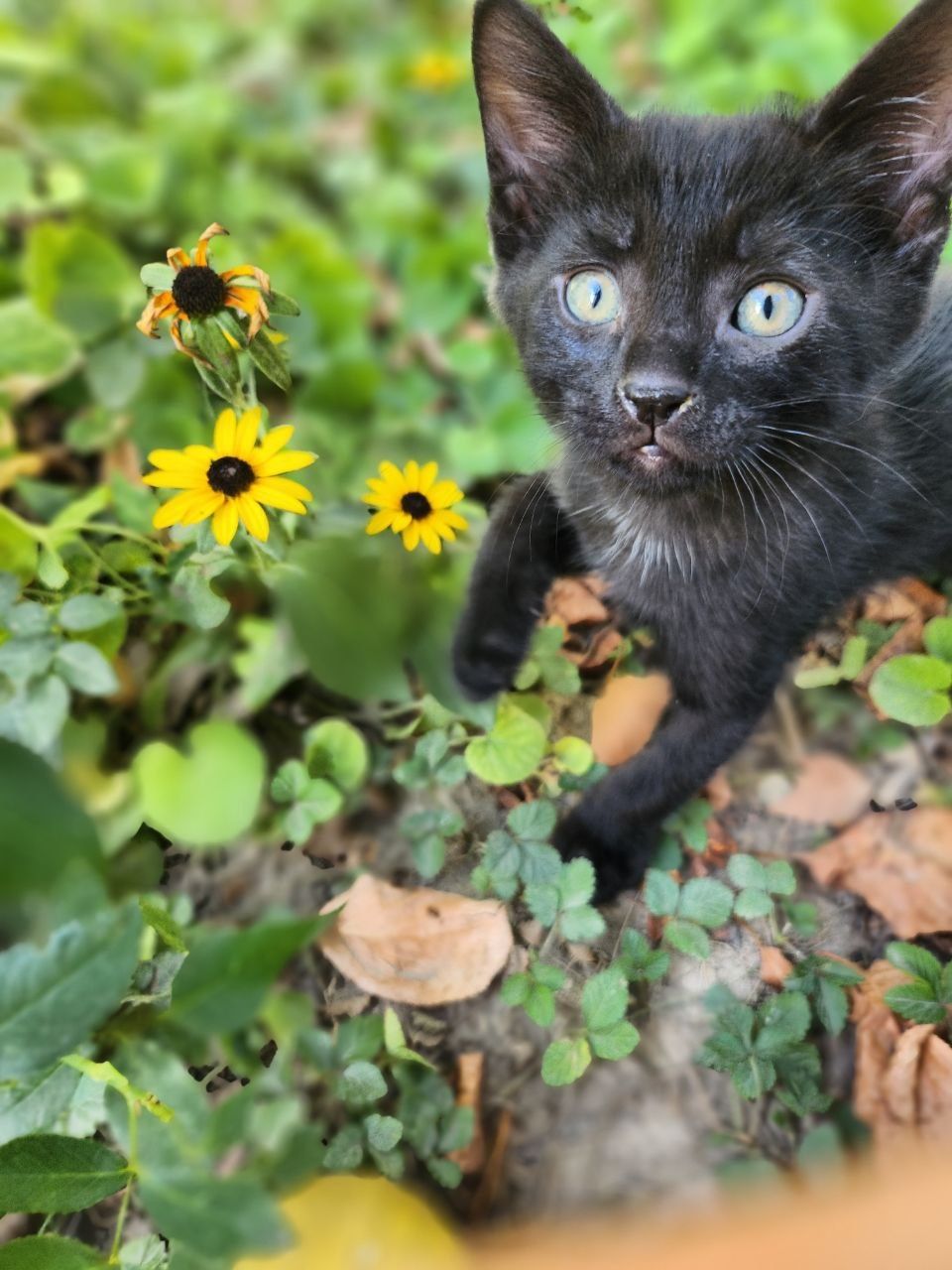 Милые котята ищут дом!