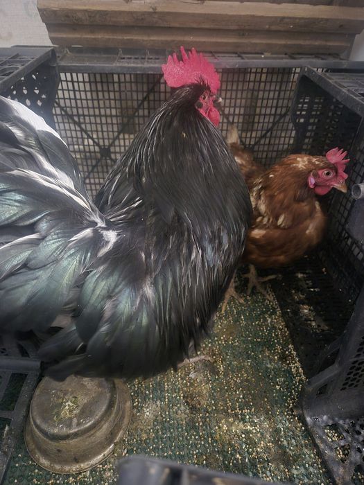 Продам петуха и курицу