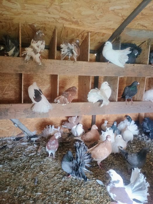 Vând porumbei curcani 30 lei bucata
