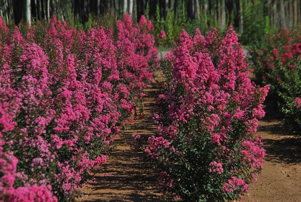 Liliac indian lagerstroemia roz rosu  alb lila