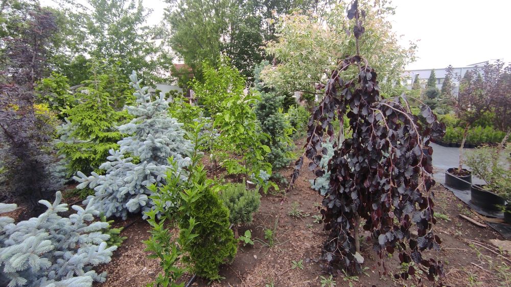 Thuja (tuia) Smaragd 50-60 cm crescuta la ghiveci.