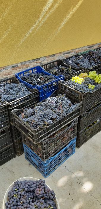 Продавам грозде-мерло, каберне, памид