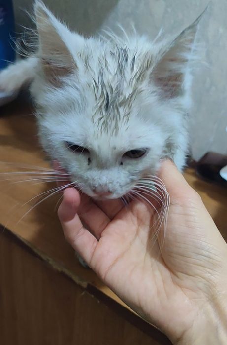 Потерялся белый котенок с ошейником