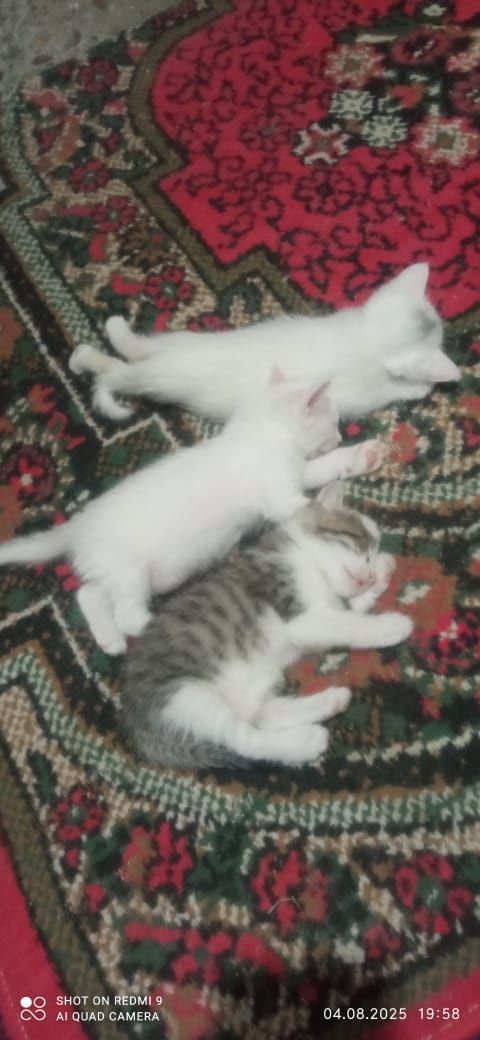 Mushuk bepul beriladi