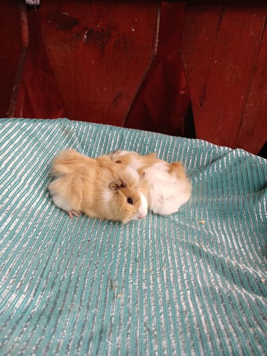 Pui de porcușori de Guineea Frezați