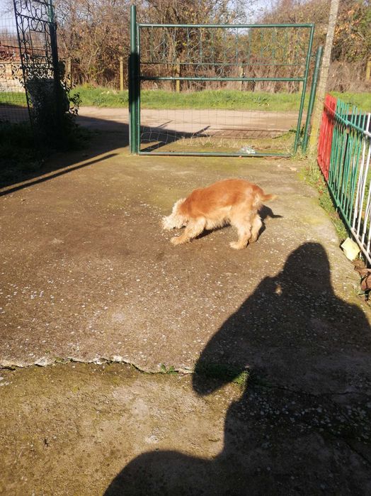 Женско Куче за трюфели