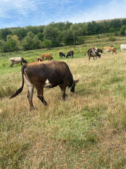Vând junincă Angus gestantă(4luni)Pret 7000lei