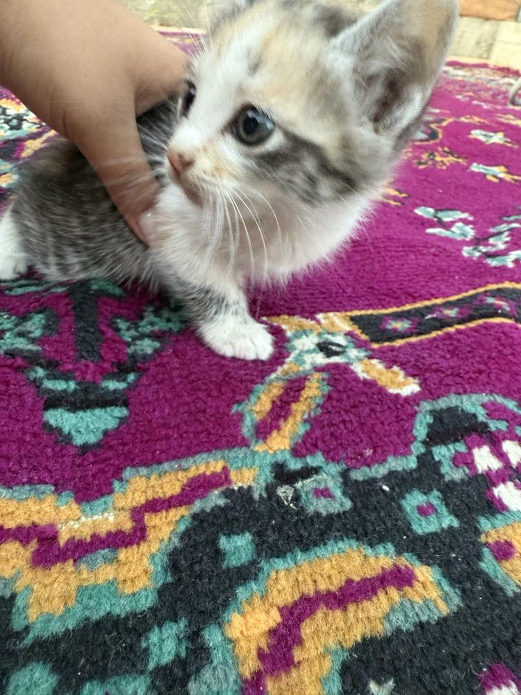 Котенок 2 месяца