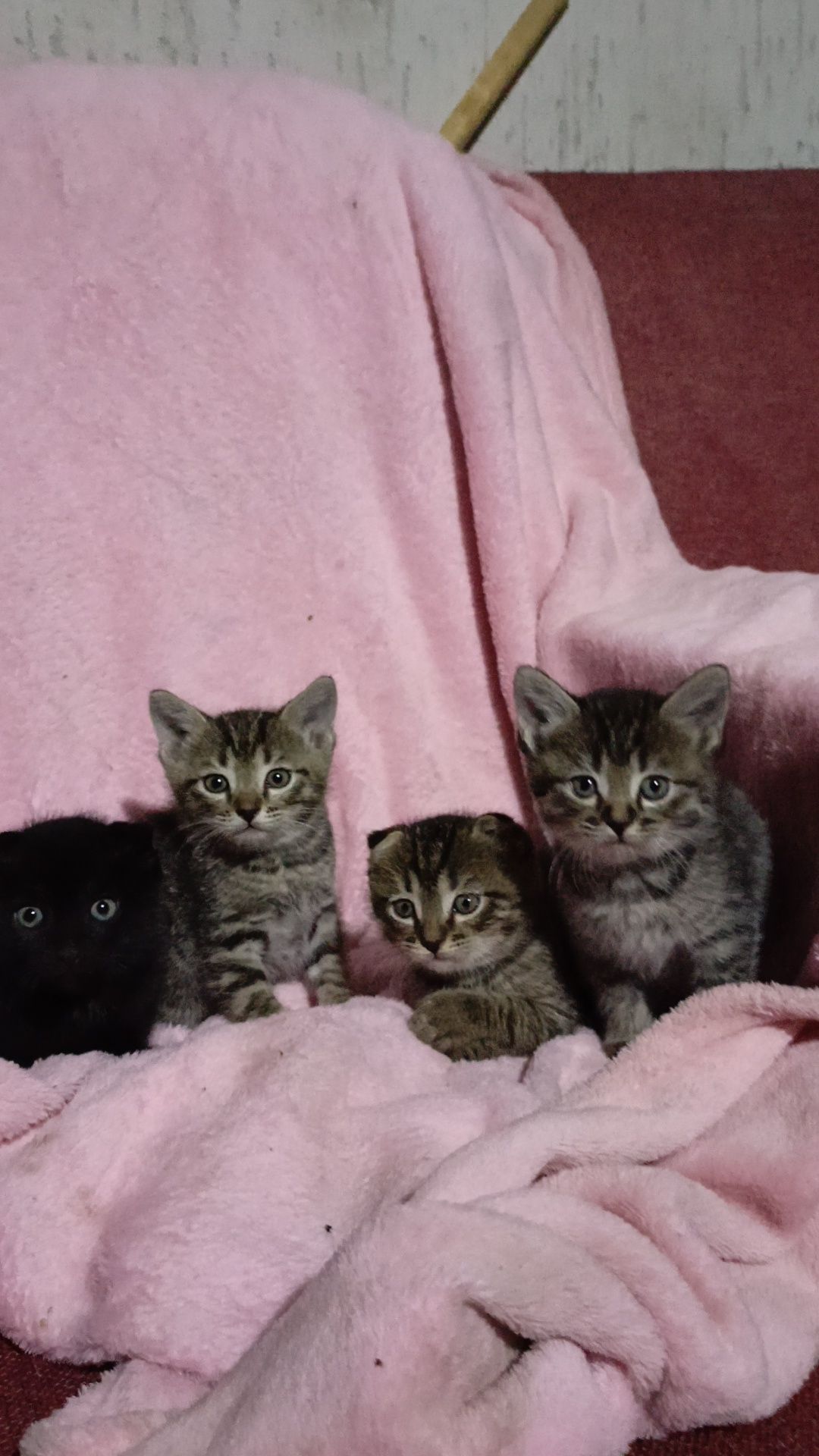 Котёнки вислоухий