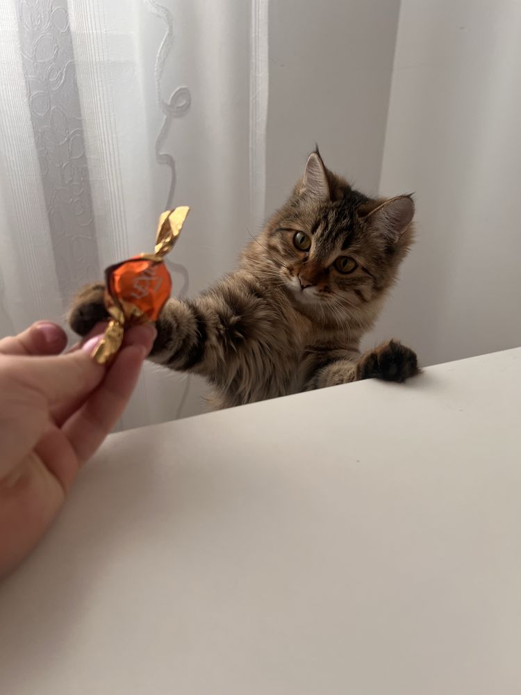 Кошечку в добрые руки