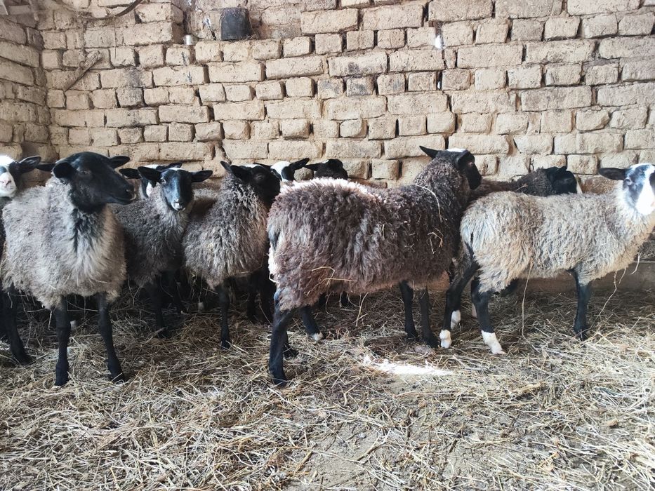 Mieluțe Romanov de vânzare