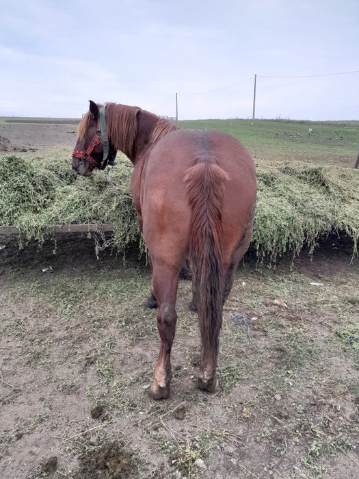 Cal de 6 ani de vânzare