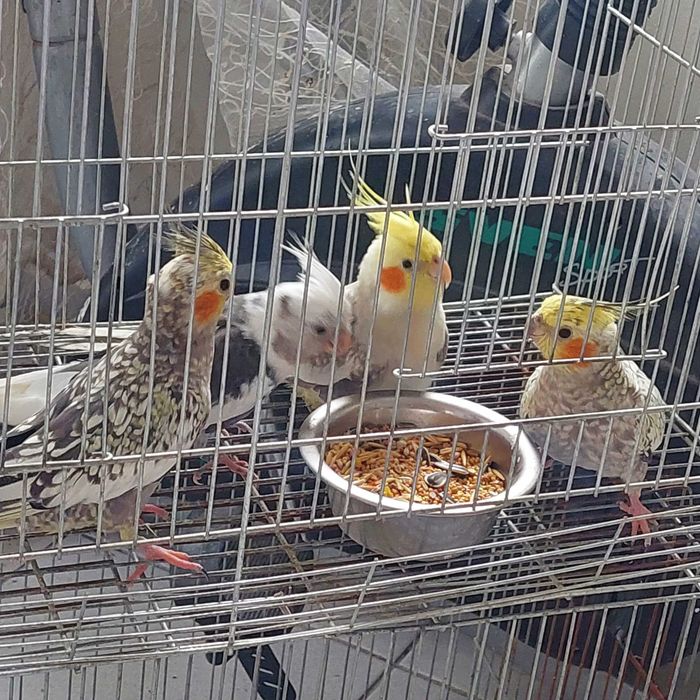 Корели и Какарики