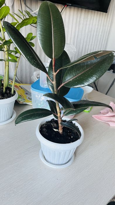 фикус доллар шефлера