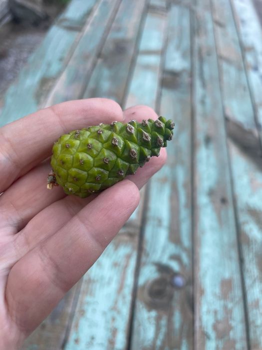 Шишарки за декорация+ зелени шишарки