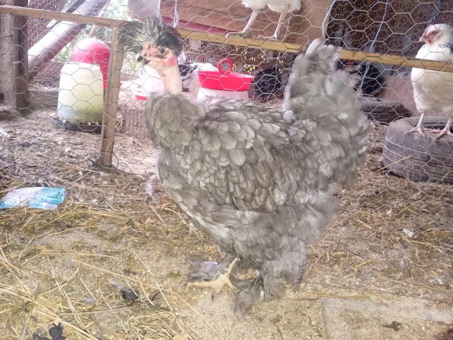 Disponibili din lipsa de spatiu