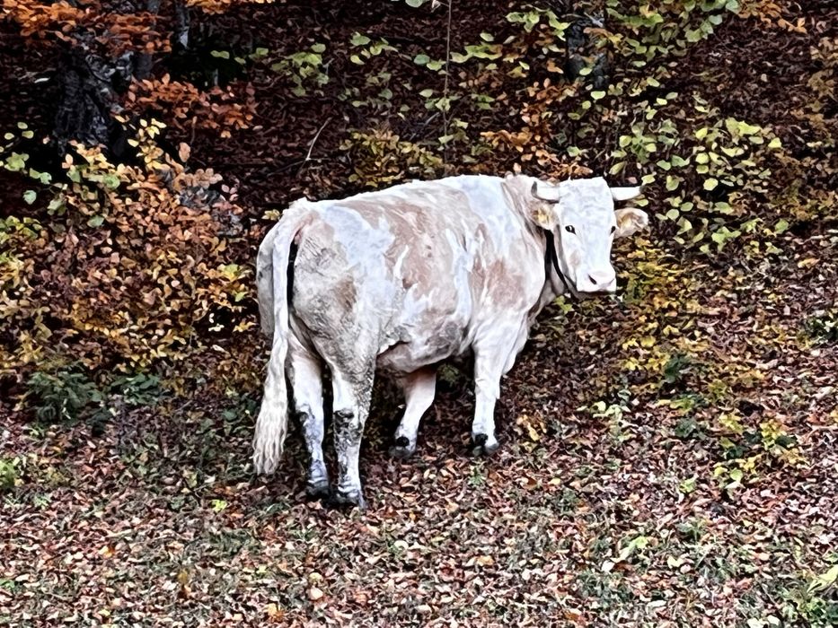 Boi de 6 ani detali la telefon