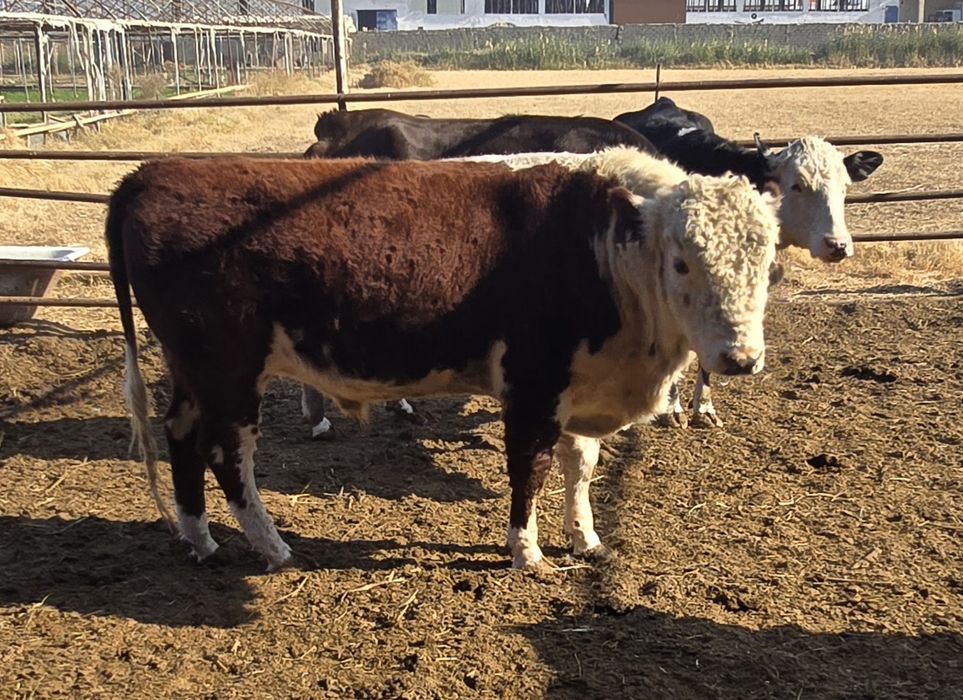 Моллар сотилади бўғоз 6-7 ойлик