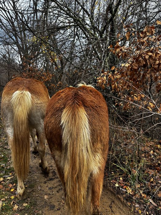 Кон, мъжки хафлингер