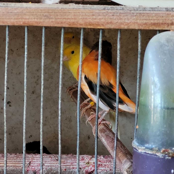 Vand canari cantatori orice culoare