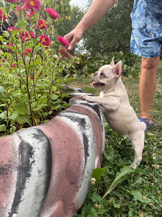 Bulldog francez femelă