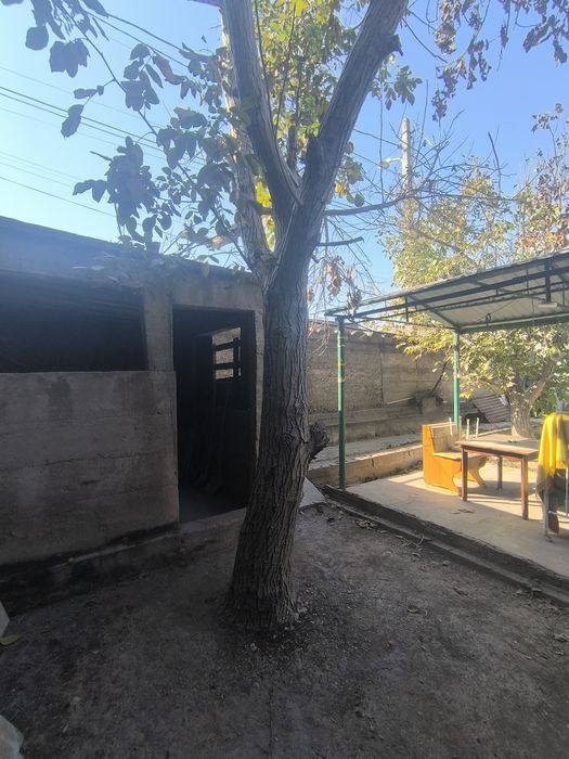 Продаю дерево орех, толстый ствол диаметр 35 см