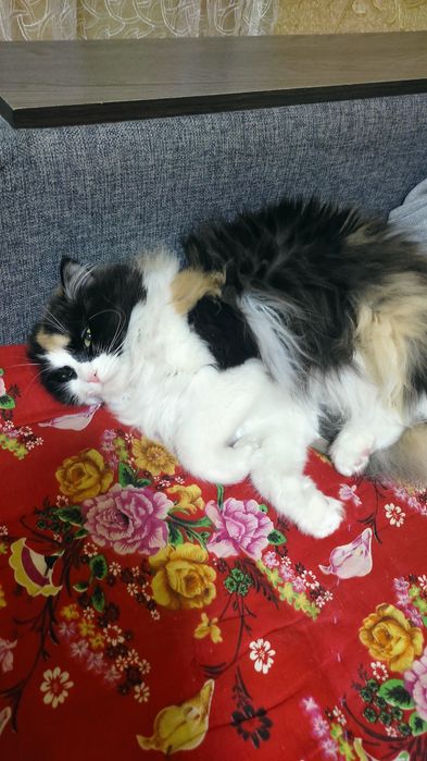 Отдам в хорошие руки. Кошку.