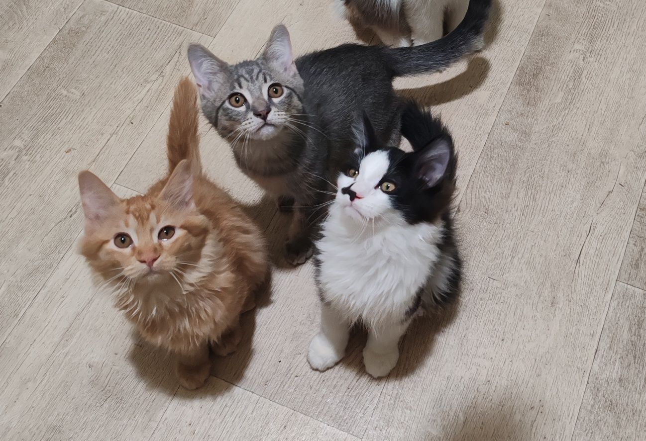Котята в добрые руки