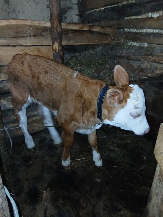 Vitică 4 săptămâni