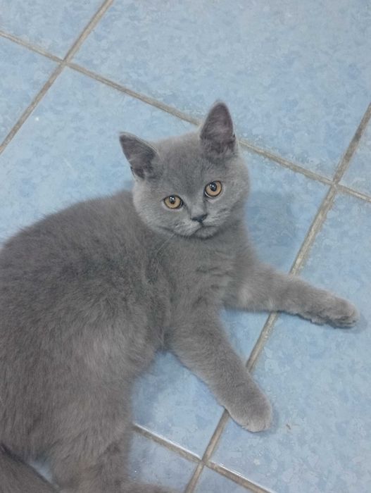 Продается родословная кошка , девочка