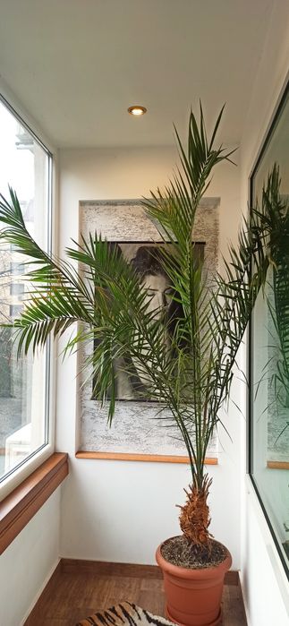 Продавам Фикус Бенджамин и Финикова палма