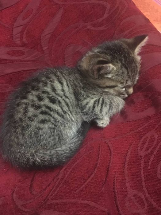 Котята в хорошие руки