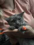 British shorthair