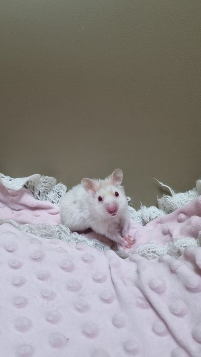 Сирийские  хомяки