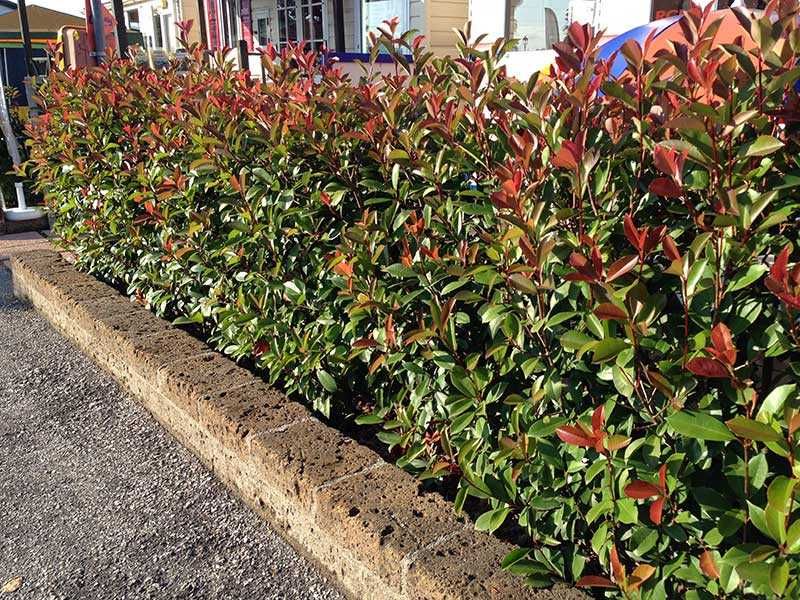 Photinia Fraseri Red Robin +/- 15 cm