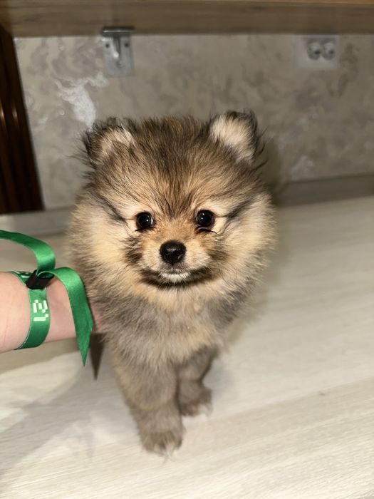Щенки Померанского шпица — мини, от красивых родителей