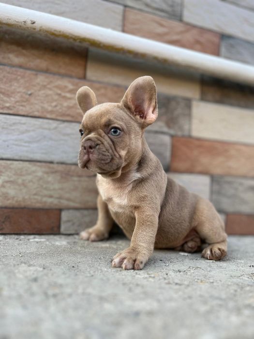 Vând pui bulldog francez