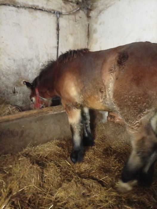 De vânzare iapă cu mînz