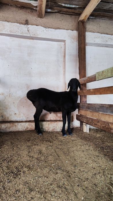 Qozi qochqorla sotiladi