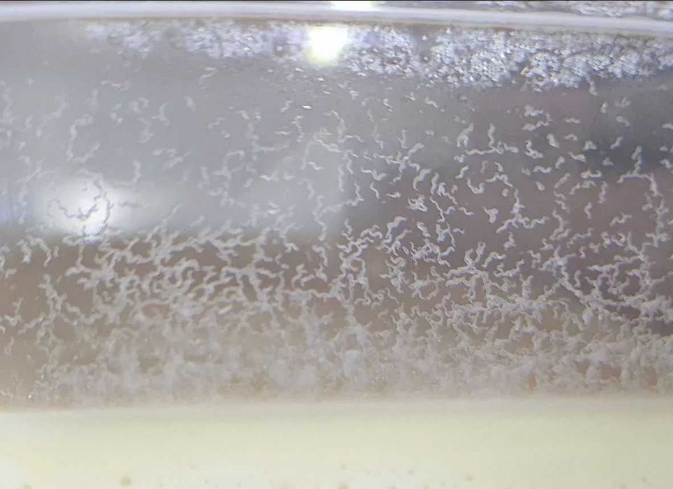 Culturi matura Microviermi, Grindal HRANA VIE pentru PESTI