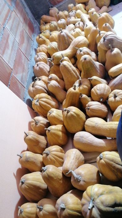 Vând dovleci plăcintari, dovleci pentru plăcintă, bio