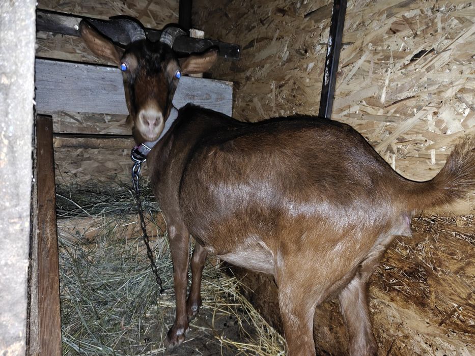 Vând 2 capre metiș mama si fiică gestante ambele trebuie sa fete!